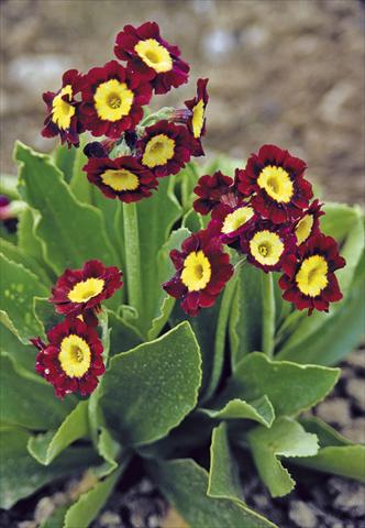 Foto de variedad de flores para ser usadas como: Maceta y planta de temporada Primula x pubescens Exhibition Red