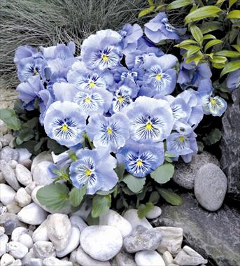 Foto de variedad de flores para ser usadas como: Maceta y planta de temporada Viola wittrockiana Cats Light Blue