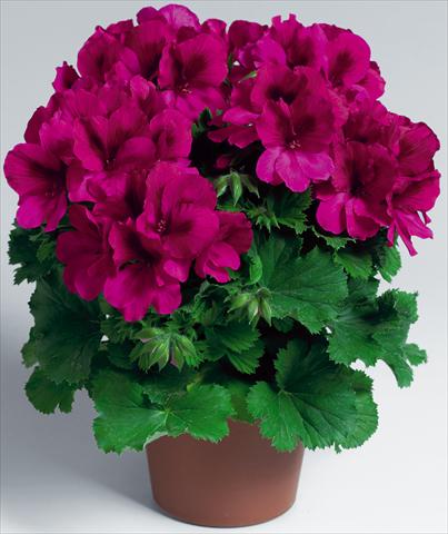 Foto de variedad de flores para ser usadas como: Maceta Pelargonium grandiflorum Aristo® Burgundy