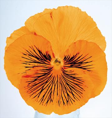 Foto de variedad de flores para ser usadas como: Maceta y planta de temporada Viola wittrockiana Cats Orange