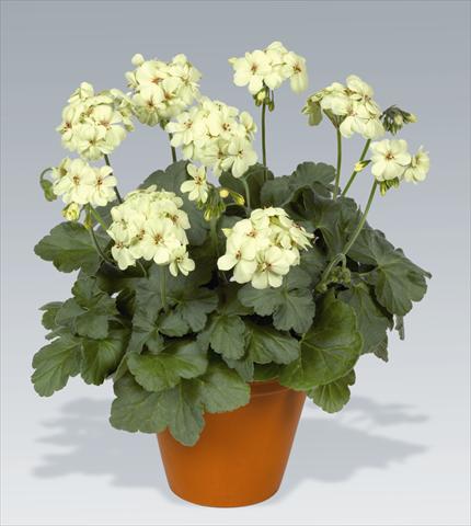 Foto de variedad de flores para ser usadas como: Maceta o Tarrina de colgar Pelargonium zonale pac® First Yellow