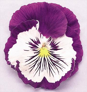 Foto de variedad de flores para ser usadas como: Maceta y planta de temporada Viola wittrockiana Cats Purple White