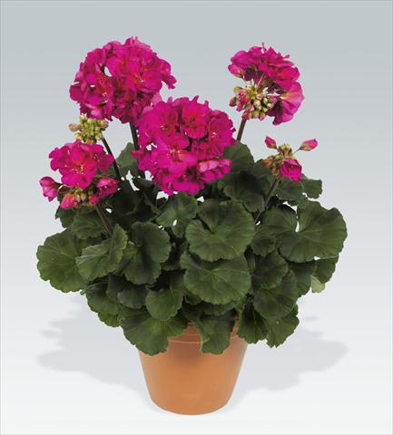 Foto de variedad de flores para ser usadas como: Maceta o Tarrina de colgar Pelargonium zonale pac® Neona