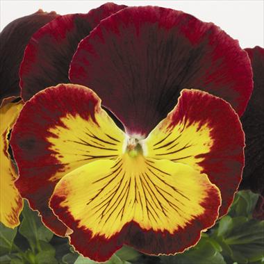 Foto de variedad de flores para ser usadas como: Maceta y planta de temporada Viola wittrockiana Cats Red Gold