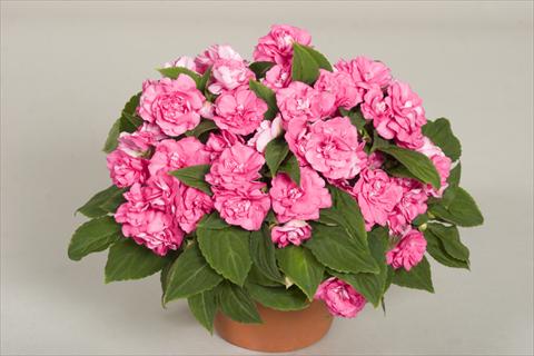 Foto de variedad de flores para ser usadas como: Maceta, planta de temporada, patio Impatiens walleriana Silhouette® Pink