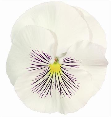 Foto de variedad de flores para ser usadas como: Maceta y planta de temporada Viola wittrockiana Cats White