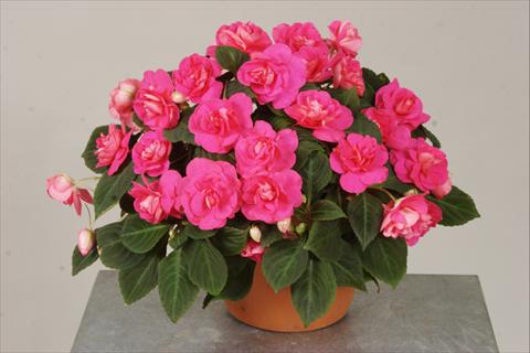 Foto de variedad de flores para ser usadas como: Maceta, planta de temporada, patio Impatiens walleriana Silhouette® Rose