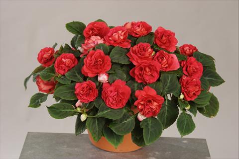 Foto de variedad de flores para ser usadas como: Maceta, planta de temporada, patio Impatiens walleriana Silhouette® Red