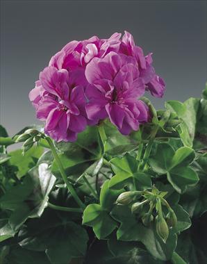 Foto de variedad de flores para ser usadas como: Planta de temporada, patio, Tarrina de colgar Pelargonium peltatum pac® Amelit