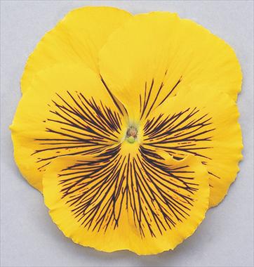 Foto de variedad de flores para ser usadas como: Maceta y planta de temporada Viola wittrockiana Cats Yellow