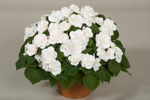 Foto de variedad de flores para ser usadas como: Maceta, planta de temporada, patio Impatiens walleriana Silhouette® White