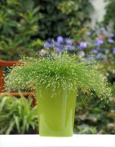 Foto de variedad de flores para ser usadas como: Maceta, planta de temporada, patio Isolepis cernua Fibre Optics