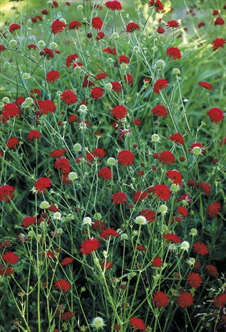 Foto de variedad de flores para ser usadas como: Planta de temporada / borde del macizo Knautia macedonica Mars Midget