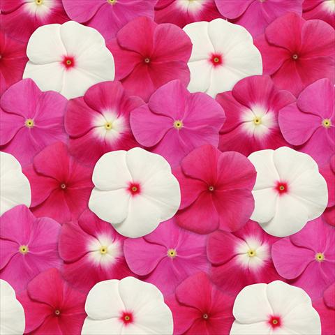 Foto de variedad de flores para ser usadas como: Maceta y planta de temporada Catharanthus roseus - Vinca Pacifica Merlot Mix XP