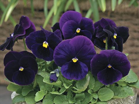 Foto de variedad de flores para ser usadas como: Maceta y planta de temporada Viola wittrockiana Karma Purple
