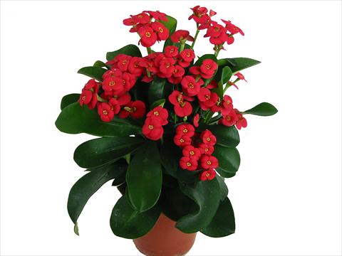 Foto de variedad de flores para ser usadas como: Maceta Euphorbia x martinii Karola