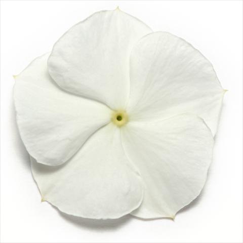 Foto de variedad de flores para ser usadas como: Maceta y planta de temporada Catharanthus roseus - Vinca Pacifica White XP
