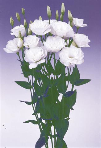 Foto de variedad de flores para ser usadas como: Flor cortada Lisianthus (Eustoma grandiflorum) Lisi Borealis White