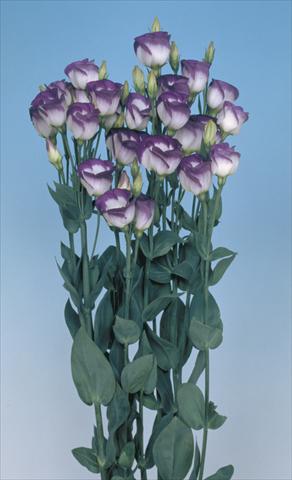 Foto de variedad de flores para ser usadas como: Flor cortada Lisianthus (Eustoma grandiflorum) Lisi Piccolo1 Blue Rim