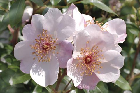 Foto de variedad de flores para ser usadas como: Planta de temporada / borde del macizo Rosa floribunda Meilland Astronomia 