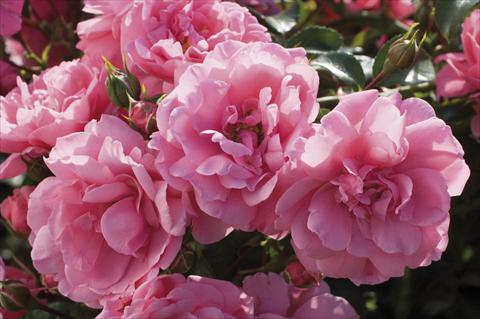 Foto de variedad de flores para ser usadas como: Planta de temporada / borde del macizo Rosa floribunda Pink Meilove
