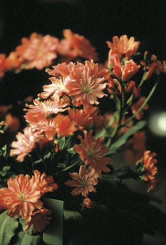 Foto de variedad de flores para ser usadas como: Maceta y planta de temporada Lewisia cotyledon Fransi