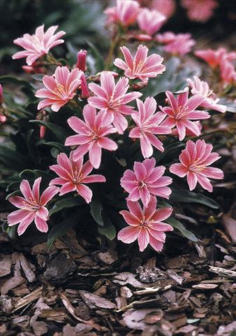Foto de variedad de flores para ser usadas como: Maceta o Tarrina de colgar Lewisia longipetala Little Plum
