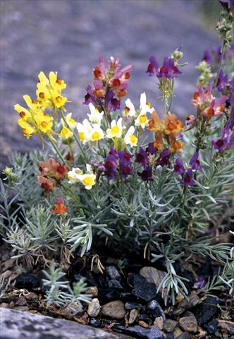 Foto de variedad de flores para ser usadas como: Planta de temporada / borde del macizo Linaria aeruginea Neon Lights