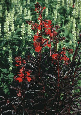 Foto de variedad de flores para ser usadas como: Planta de temporada / borde del macizo Lobelia fulgens Queen Victoria (Elmfeuer)