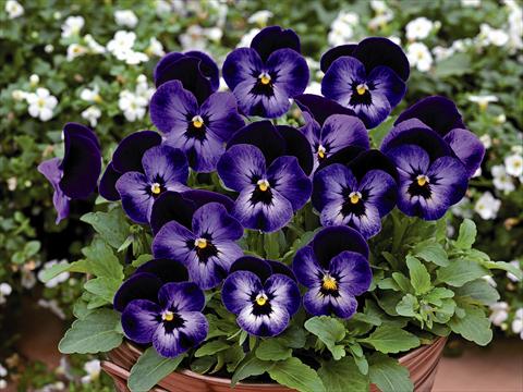 Foto de variedad de flores para ser usadas como: Maceta y planta de temporada Viola cornuta Lady Violetto Blu