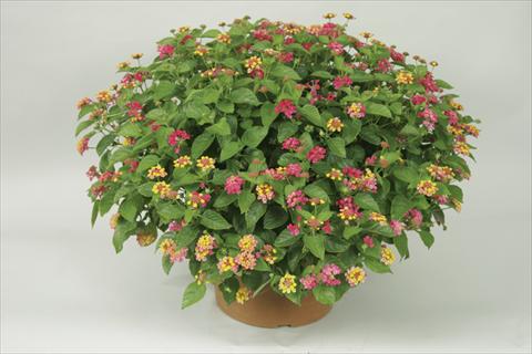Foto de variedad de flores para ser usadas como: Maceta y planta de temporada Lantana camara Bandana® Cherry