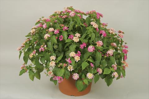 Foto de variedad de flores para ser usadas como: Maceta y planta de temporada Lantana camara Bandana® Pink
