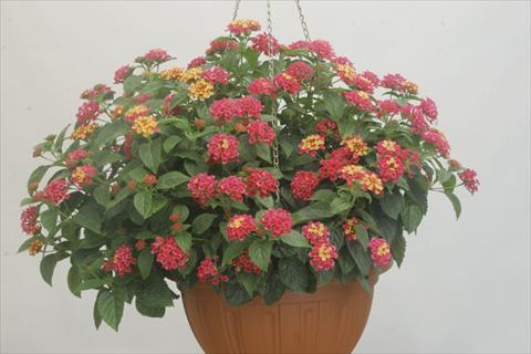 Foto de variedad de flores para ser usadas como: Maceta y planta de temporada Lantana camara Bandana® Rose