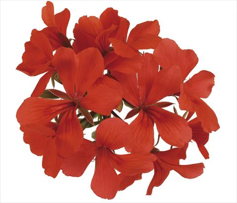 Foto de variedad de flores para ser usadas como: Maceta, patio, Tarrina de colgar Pelargonium peltatum Grand Idols® Orange