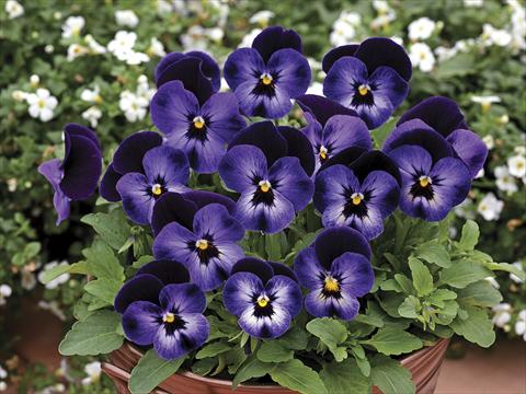Foto de variedad de flores para ser usadas como: Maceta y planta de temporada Viola cornuta Penny Denim Jump Up