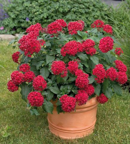 Foto de variedad de flores para ser usadas como: Maceta y planta de temporada Pentas lanceolata Kaleidoscope Deep Red