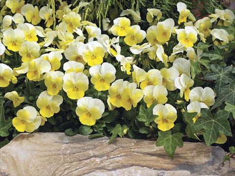 Foto de variedad de flores para ser usadas como: Maceta y planta de temporada Viola cornuta Penny Primrose Bicolor