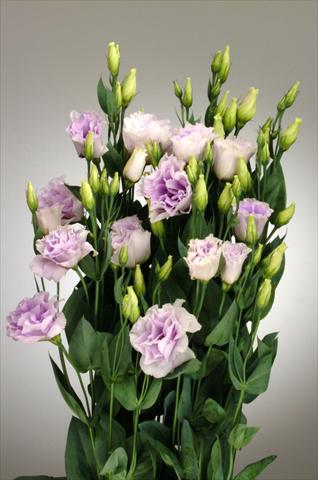 Foto de variedad de flores para ser usadas como: Flor cortada Lisianthus (Eustoma rusellianum) Super Magic Lavender