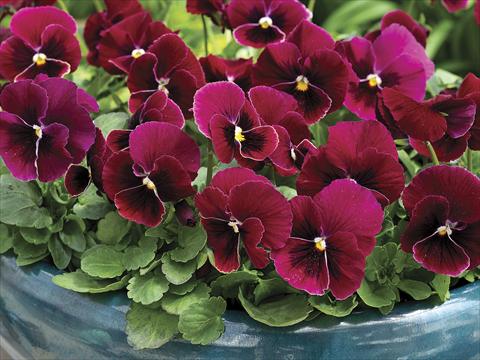 Foto de variedad de flores para ser usadas como: Maceta y planta de temporada Viola cornuta Penny Rose Blotch