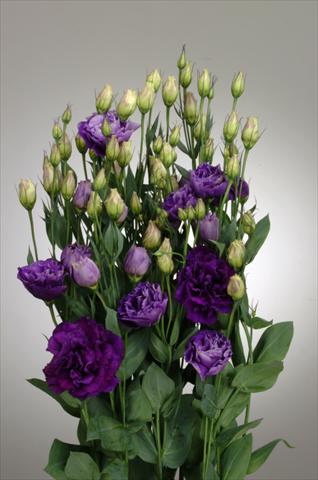 Foto de variedad de flores para ser usadas como: Flor cortada Lisianthus (Eustoma rusellianum) Super Magic Purple