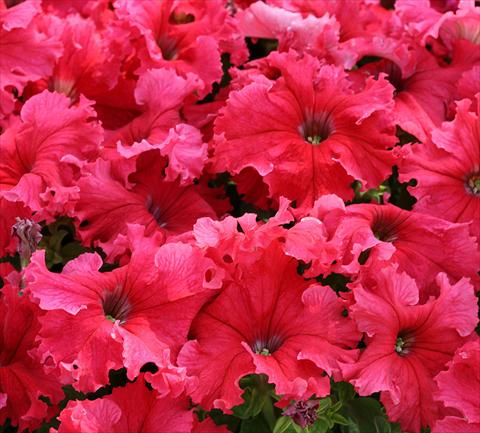 Foto de variedad de flores para ser usadas como: Maceta o cesta de trasplante Petunia grandiflora Frillytunia Tropical Red