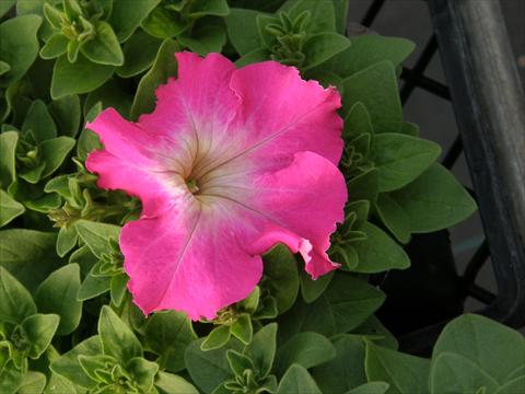 Foto de variedad de flores para ser usadas como: Maceta, planta de temporada, patio Petunia x hybrida Compatta Rose Morn