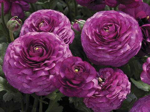 Foto de variedad de flores para ser usadas como: Maceta y planta de temporada Ranunculus asiaticus Maché Purple