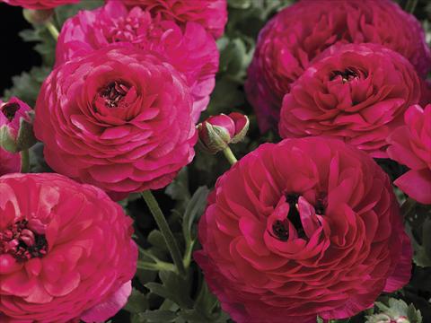 Foto de variedad de flores para ser usadas como: Maceta y planta de temporada Ranunculus asiaticus Maché Rose
