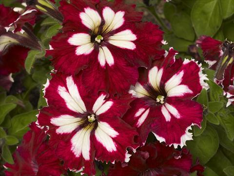 Foto de variedad de flores para ser usadas como: Maceta, planta de temporada, patio Petunia x hybrida Can Can Harlequin Burgundy