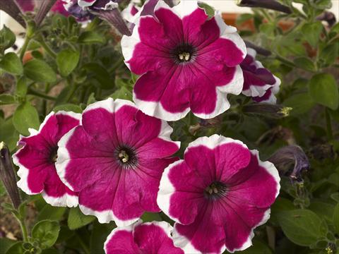 Foto de variedad de flores para ser usadas como: Maceta, planta de temporada, patio Petunia x hybrida Can Can Picotee Velvet