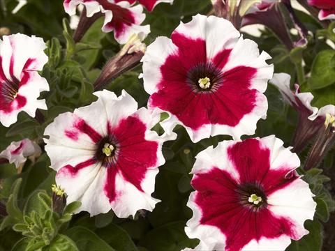 Foto de variedad de flores para ser usadas como: Maceta y planta de temporada Petunia x hybrida Kaliffo Picotee Burgundy