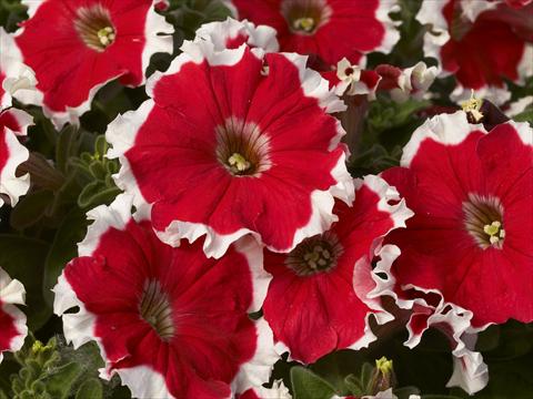 Foto de variedad de flores para ser usadas como: Maceta y planta de temporada Petunia x hybrida Kaliffo Picotee Cherry Rose