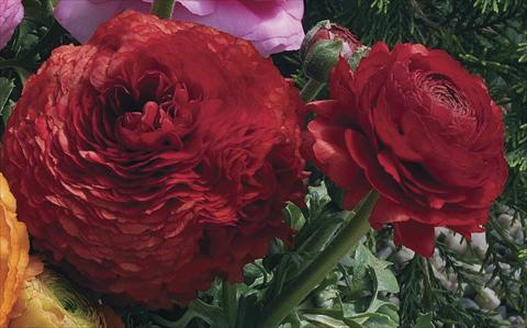 Foto de variedad de flores para ser usadas como: Maceta Ranunculus asiaticus Magic Red