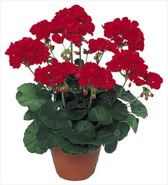 Foto de variedad de flores para ser usadas como: Patio, Maceta Pelargonium peltatum pac® Scarletit